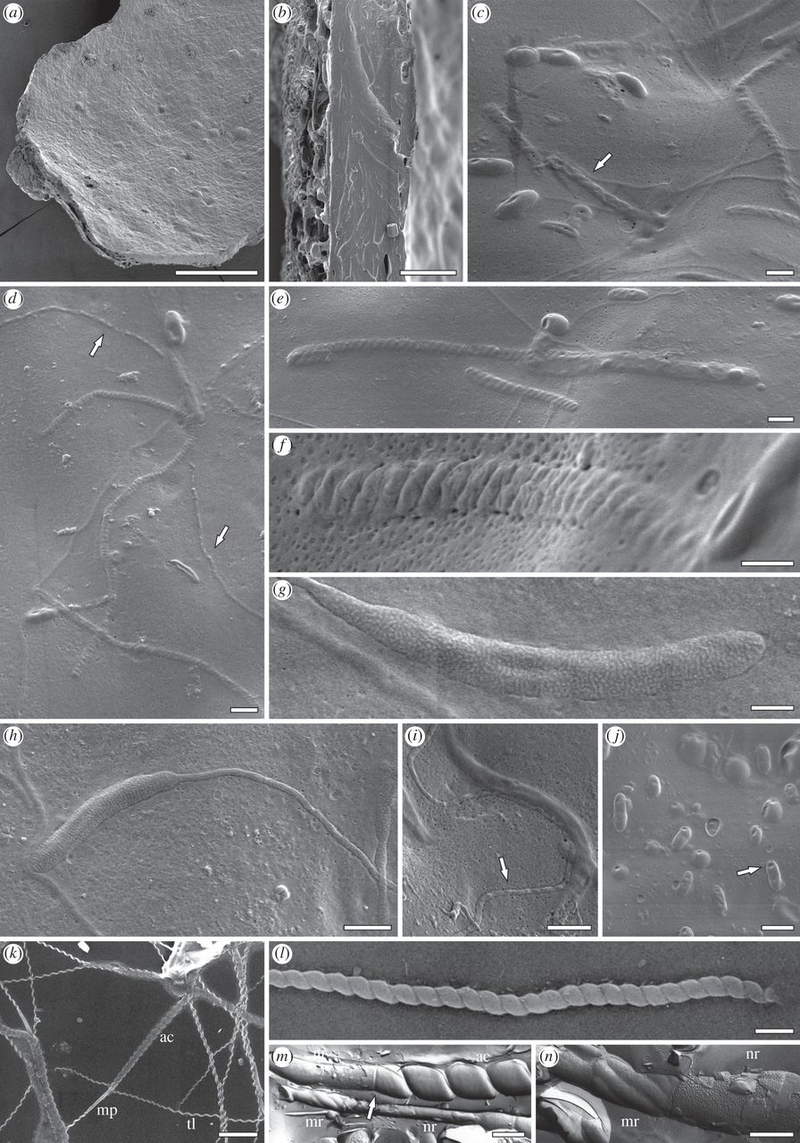 Illustration for article titled World's Oldest Sperm Found in a 50-Million-Year-Old Antarctic Cocoon